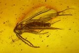 Two Fossil Flies (Diptera) In Baltic Amber - One Large Fly #200188-2